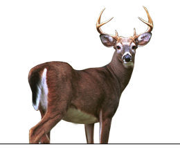 Whitetail Buck Contest
